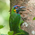 Red-crowned_Barbet-180411-116EOS1D-F1X23801-W.jpg