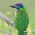 Red-crowned_Barbet-230308-171MSDCF-FYP05057-W.jpg