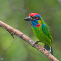 Red-crowned_Barbet-250423-105FRYAP-FYA0316-W.jpg