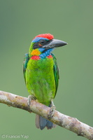 Red-crowned Barbet-250820-120FRYAP-FYA02206-W.jpg (487 visits) Red-crowned Barbet at Jelutong Tower Red-crowned Barbet-250820-120FRYAP-FYA02206-W.jpg