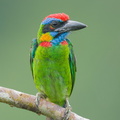 Red-crowned Barbet-250820-120FRYAP-FYA02206-W.jpg