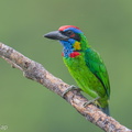 Red-crowned Barbet-250905-122FRYAP-FYA00122-W.jpg