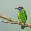 Red-crowned Barbet-250905-122FRYAP-FYA01060-W.jpg