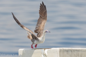 Red-footed Booby-161112-107EOS1D-F1X21442-W.jpg