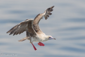 Red-footed Booby-161112-107EOS1D-F1X21444-W.jpg