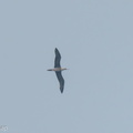 Red-footed_Booby-231022-209MSDCF-FYP01226-W.jpg