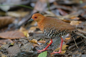 Red-legged Crake-180423-109ND500-FYP_4269-W.jpg