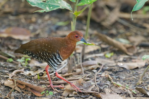 Red-legged Crake-250601-108FRYAP-FYA05945-W.jpg