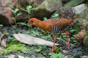 Red-legged Crake-250601-108FRYAP-FYA06221-W.jpg