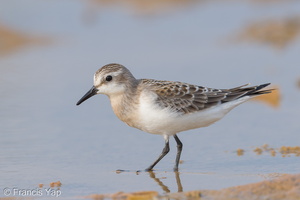 Red-necked Stint-170914-103ND500-FYP_4679-W.jpg