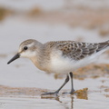 Red-necked Stint-170914-103ND500-FYP_4834-W.jpg