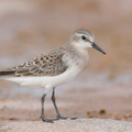 Red-necked_Stint-170914-103ND500-FYP_5025-W.jpg