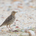 Red-throated_Pipit-130203-105EOS1D-FY1X5344-W.jpg