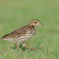 Red-throated_Pipit-200118-110MSDCF-FYP04618-W.jpg