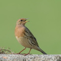 Red-throated Pipit-210321-105MSDCF-FRY06297-W.jpg