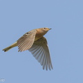 Red-throated Pipit-210321-105MSDCF-FRY06711-W.jpg