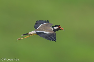 Red-wattled Lapwing-210410-107MSDCF-FRY01746-W.jpg