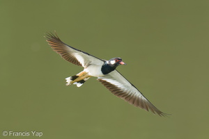 Red-wattled Lapwing-251130-138FRYAP-FYA02425-W.jpg