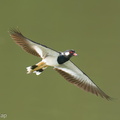 Red-wattled Lapwing-251130-138FRYAP-FYA02425-W.jpg