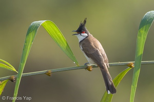 Red-whiskered Bulbul-160914-104EOS1D-F1X22988-W.jpg