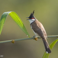 Red-whiskered_Bulbul-160914-104EOS1D-F1X22988-W.jpg
