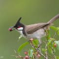 Red-whiskered_Bulbul-190122-115ND500-FYP_0531-W.jpg