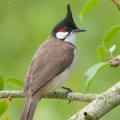 Red-whiskered_Bulbul-190122-115ND500-FYP_0577-W.jpg