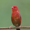 Red_Avadavat-150710-100EOS5D-FY5S2075-W.jpg
