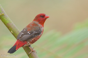 Red Avadavat-150710-100EOS5D-FY5S2340-W.jpg