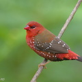 Red Avadavat-160803-102EOS1D-F1X28524-W.jpg