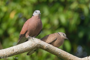 Red Collared Dove-200209-111MSDCF-FYP07730-W.jpg