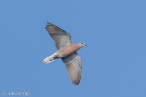 Red Collared Dove-260405-170FRYAP-FYA07138-W.jpg