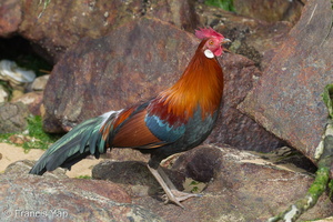 Red Junglefowl-180311-108ND500-FYP_0013-W.jpg