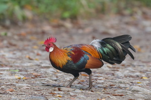 Red Junglefowl-181228-114ND500-FYP_7605-W.jpg