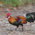 Red_Junglefowl-181228-114ND500-FYP_7605-W.jpg