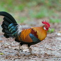 Red_Junglefowl-200203-111MSDCF-FYP06174-W.jpg