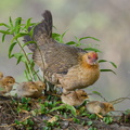 Red_Junglefowl-220213-140MSDCF-FRY08024-W.jpg