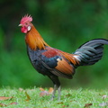 Red_Junglefowl-250519-107FRYAP-FYA00877-W.jpg