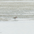 Red Knot-220402-144MSDCF-FRY01704-W.jpg