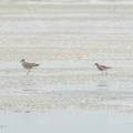 Red_Knot-220402-144MSDCF-FRY02732-W.jpg