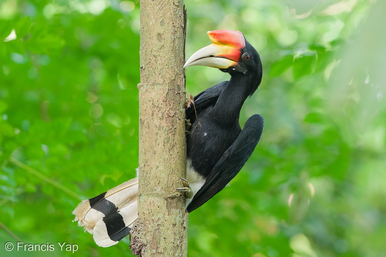 Rhinoceros_Hornbill-251030-128FRYAP-FYA08126-W.jpg