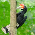 Rhinoceros Hornbill-251030-128FRYAP-FYA08126-W.jpg