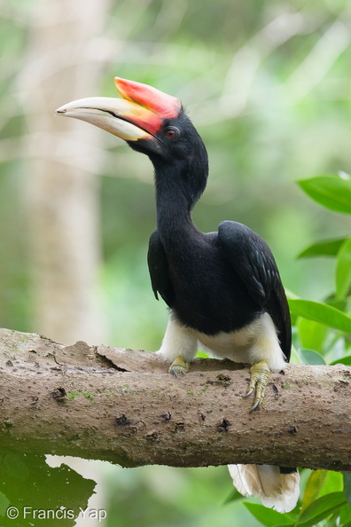 Rhinoceros_Hornbill-251113-132FRYAP-FYA02804-W.jpg
