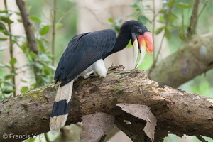 Rhinoceros Hornbill-251113-132FRYAP-FYA04195-W.jpg