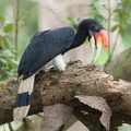 Rhinoceros Hornbill-251113-132FRYAP-FYA04195-W.jpg