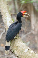 Rhinoceros Hornbill-251114-132FRYAP-FYA07456-W.jpg