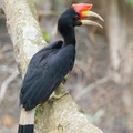Rhinoceros Hornbill-251114-132FRYAP-FYA07456-W.jpg