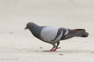 Rock Dove-160425-124EOS1D-FY1X7256-W.jpg