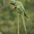Rose-ringed Parakeet-201225-105CANON-FY5R3169-W.jpg