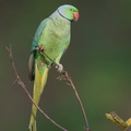 Rose-ringed Parakeet-210311-104MSDCF-FRY03135-W.jpg